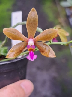 PHALAENOPSIS HONGHENENSIS