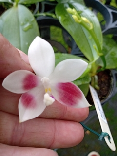 Phalaenopsis "Speciosa"