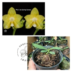 PHALAENOPSIS JOY SPRING CANARY