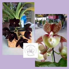 KIT DE CATASETUM FDK AFTER DARK " BLACK PEARL " // CATASETUM SUMANI " CTSM PILEATUM X CTSM SACCATUM "