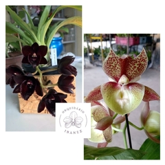 KIT DE CATASETUM FDK AFTER DARK " BLACK PEARL " // CATASETUM SUMANI " CTSM PILEATUM X CTSM SACCATUM " - comprar online