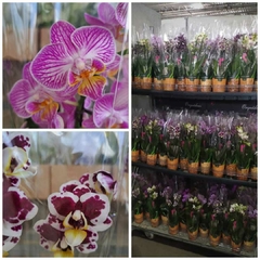 PHALAENOPSIS SOGO VIVIEN E PHALAENOPSIS POP ART ( KIT ) MINI ORQUIDEAS