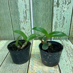 KIT DE CATTLEYA NOBILIOR TIPO ( LILACINA PEROLA X FERNANDO TERRA ) - comprar online