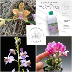 KIT DE PHALAENOPSIS PROMOCIONAL