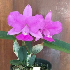 CATTLEYA WALKERIANA TIPO LABELOIDE X A-15