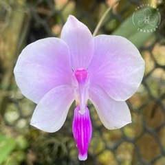 PHALAENOPSIS LOWII