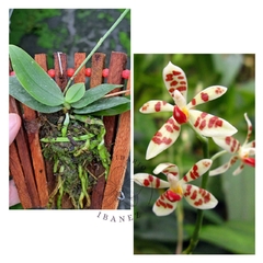 PHALAENOPSIS MACULATA