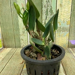 Cattleya walkeriana semi Alba " Tokutsu "Meristema Lacre preto - comprar online