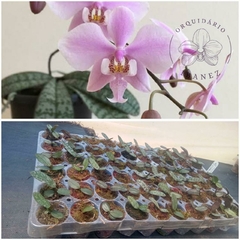 PHALAENOPSIS SCHILLERIANA ( MUDA NACIONAL ) UNIDADE