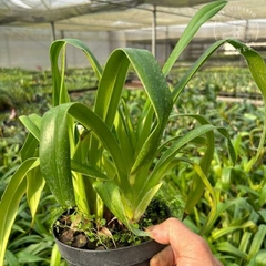 PAPHIOPEDILUM / PHRAGMIPEDUM SCHROEDERAE - comprar online