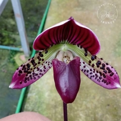 Orquidea Paphiopedillum NEGRA