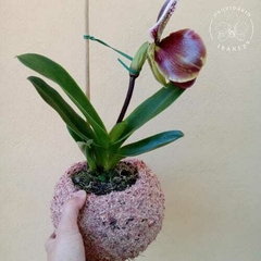 kokedama de musgo rosa duas unidades na internet