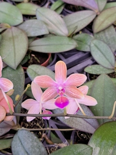 PHALAENOPSIS " LINDENII X MARIAE " na internet