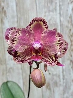 PHALAENOPSIS LECO FANTASTICO