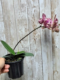 PHALAENOPSIS LECO FANTASTICO - comprar online