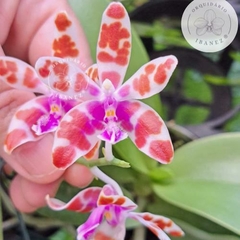 PHALAENOPSIS MARIAE