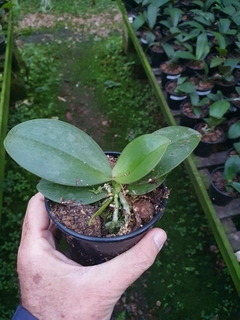 PHALAENOPSIS MINI MARK PLANTA ADULTA - comprar online