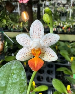 PHALAENOPSIS MINI MARK PLANTA ADULTA