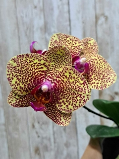 PHALAENOPSIS FUSHEN SWEET PARADISE