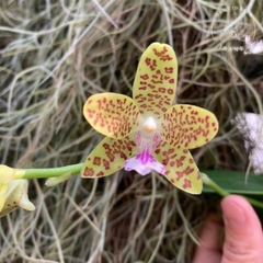 PHALAENOPSIS SEDIREA JAPONICA X VANDOPSIS PARISHII