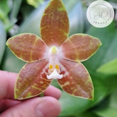 PHALAENOPSIS AMBOINENSIS