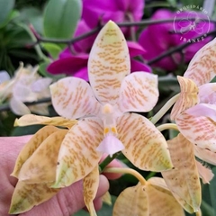 Phalaenopsis Hieroglyphic