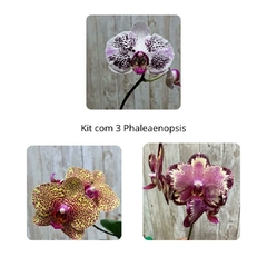 KIT DE PHALEANOPSIS HIBRIDAS