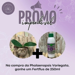 KIT PROMOCIONAL ( Phalaenopsis Variegata Orchid 'Coffey' // FertPlus 250 ml )