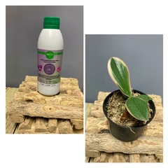 KIT PROMOCIONAL ( Phalaenopsis Variegata Orchid 'Coffey' // FertPlus 250 ml ) - comprar online