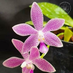 PHALAENOPSIS " SPECIOSA X EQUESTRIS VAR. ROSEA "