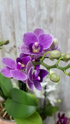 PHALAENOPSIS SMURF COM DUAS HASTES