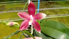 Phalaenopsis "Speciosa" na internet