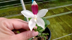 Phalaenopsis "Speciosa" - loja online