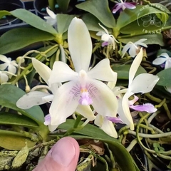 PHALAENOPSIS TETRASPIS - comprar online