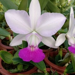 Cattleya walkeriana Semi alba "Tokio " MERISTEMA