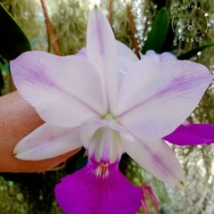 Cattleya walkeriana semi Alba " Tokutsu "Meristema Lacre preto