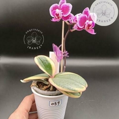 Phalaenopsis Sogo Vivien 'Sogo F858' Variegata - Miki