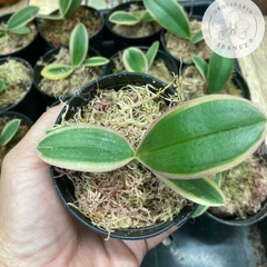 Phalaenopsis Variegata E Phalaenopsis Sedirea Japonica x Vandopsis Parishii - comprar online