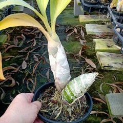 CATASETUM ( KIT ) CL. GRACE DUNN ' CHADDS FORD ' // CATASETUM KIDNEY BEAN “ JAMIE´S GOLDEN EYES - comprar online