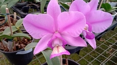 Cattleya Nobilior Tipo" D. Rafael Wenzel x Fatal Atraction - comprar online