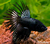 PEIXE BETTA MACHO CROWNTAIL PRETO - comprar online