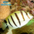 Convict Tang - comprar online