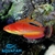 Carpenters Flasherwrasse - comprar online