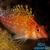 Coral Hawkfish - comprar online