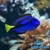 Hepatus Blue Tang (Dory) - comprar online