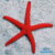 Orange Red Starfish SRI LANKA - comprar online