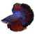 PEIXE BETTA MACHO - comprar online