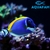 Powder Blue Tang - comprar online