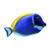 Powder Blue Tang