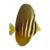 Sailfin Tang